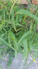 Sisymbrium orientale