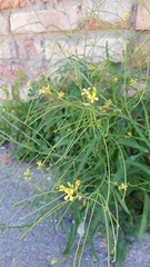 Sisymbrium orientale