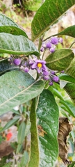 Solanum nitidum