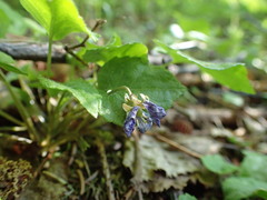 Viola selkirkii