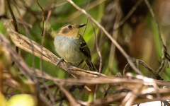Poecilotriccus plumbeiceps