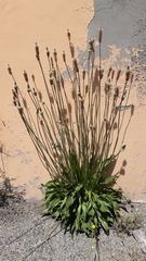 Plantago lanceolata