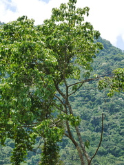 Adina racemosa, photograph Jacy Chen, CC BY, iNaturalist via GBIF
