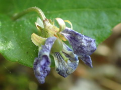 Viola selkirkii
