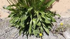 Plantago lanceolata