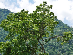 Adina racemosa, photograph Jacy Chen, CC BY, iNaturalist via GBIF