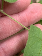 Calystegia catesbeiana