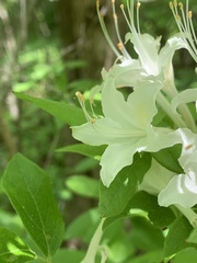 Rhododendron alabamense