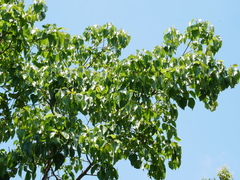 Adina racemosa, photograph Jacy Chen, CC BY, iNaturalist via GBIF