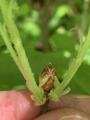 Rhododendron alabamense