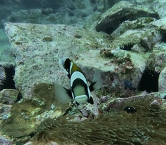 Amphiprion latezonatus