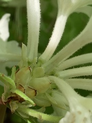 Rhododendron alabamense