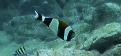 Amphiprion latezonatus