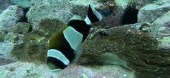 Amphiprion latezonatus
