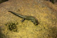 Aneides klamathensis