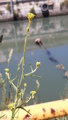 Sisymbrium officinale