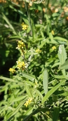 Sisymbrium officinale
