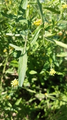 Sisymbrium officinale