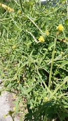 Sisymbrium officinale