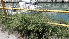 Sisymbrium officinale