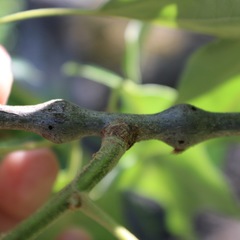Zapatella quercusmedullae