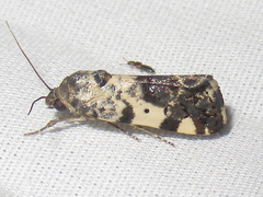 Tarache tenuicula