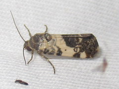 Tarache tenuicula