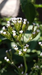 Centranthus calcitrapae