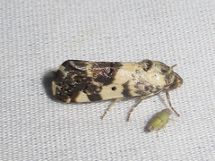 Tarache tenuicula