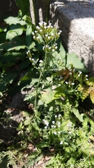 Centranthus calcitrapae