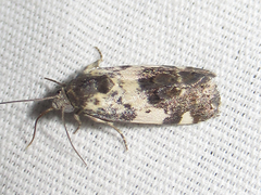 Tarache tenuicula