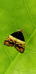 Choreutis xanthogramma
