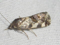 Tarache tenuicula