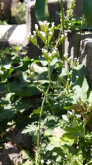 Centranthus calcitrapae
