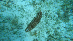 Actinopoda