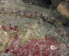 Zeugopterus punctatus