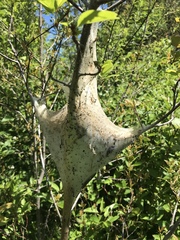 Malacosoma americana