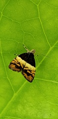Choreutis xanthogramma