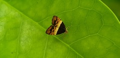 Choreutis xanthogramma