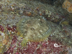 Zeugopterus punctatus