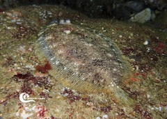 Zeugopterus punctatus