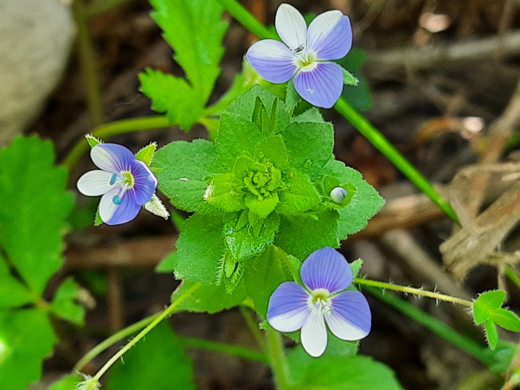 Veronica ceratocarpa