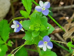 Veronica ceratocarpa