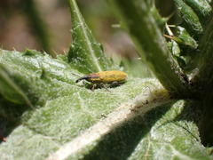 Lixus filiformis
