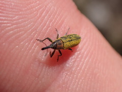 Lixus filiformis