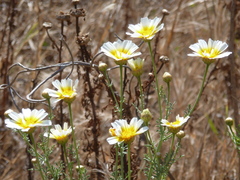 Glebionis coronaria discolor