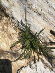 Catapodium balearicum