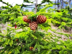 Cupressus gigantea