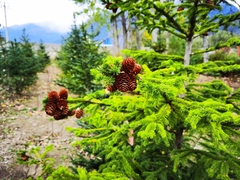 Cupressus gigantea