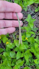 Chloris andropogonoides